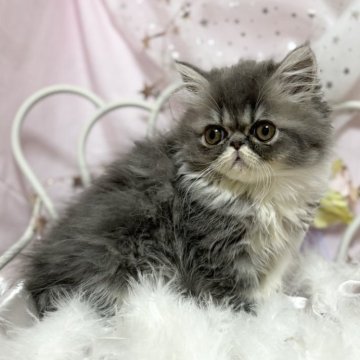 エキゾチックショートヘア【愛知県・女の子・2023年12月3日・ブルー&ホワイト（ロング）】の写真「デカ目のかわいい女の子！人懐こいです！」