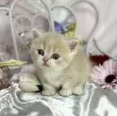 ミヌエット(短足)【愛知県・男の子・2024年5月23日・クリーム】の写真2