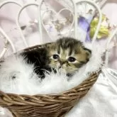 ペルシャ(チンチラ)【愛知県・女の子・2024年2月3日・シェーデッドゴールデン】の写真2