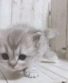 ペルシャ【愛知県・男の子・2020年11月1日・ブルースモーク】の写真3