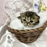 ペルシャ(チンチラ)【愛知県・女の子・2024年2月3日・シェーデッドゴールデン】の写真4