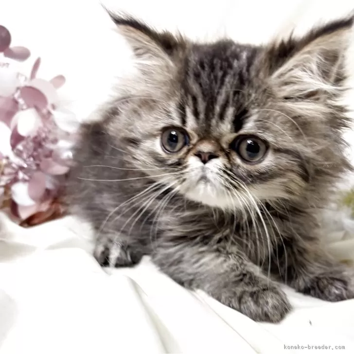ID:2505-00665の子猫