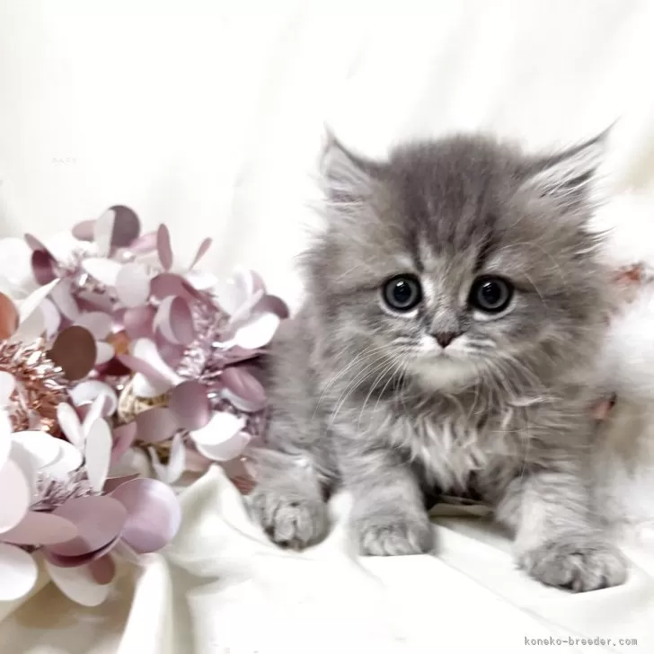 ID：2505-00666の子猫