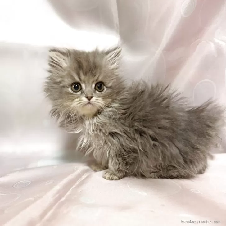 ペルシャ(チンチラ)【愛知県・女の子・2025年10月16日・ブルースモーク】の写真1