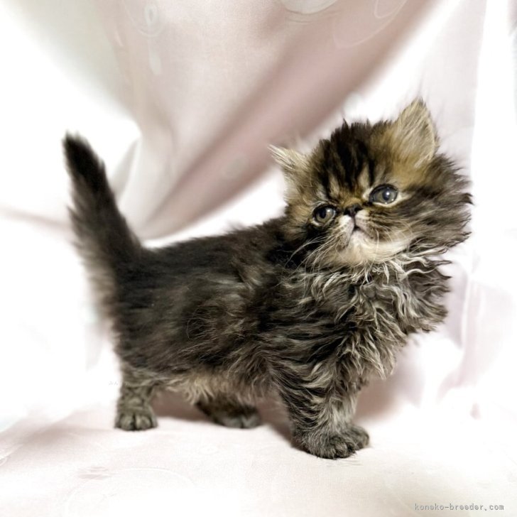 ブリーダー画像