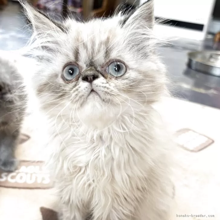 ID：2505-00664の子猫