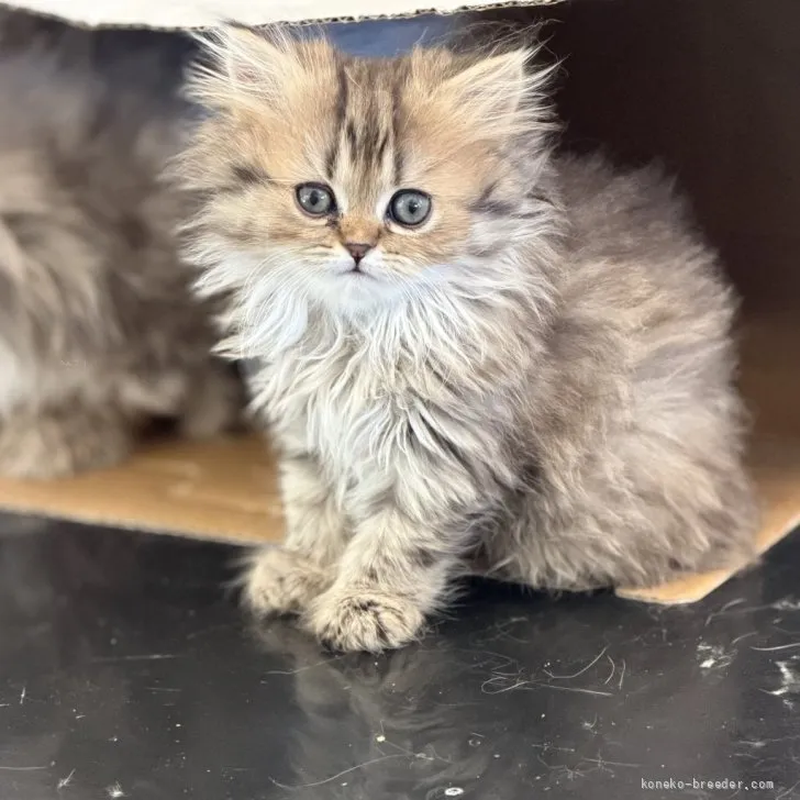 ID：2606-00958の子猫