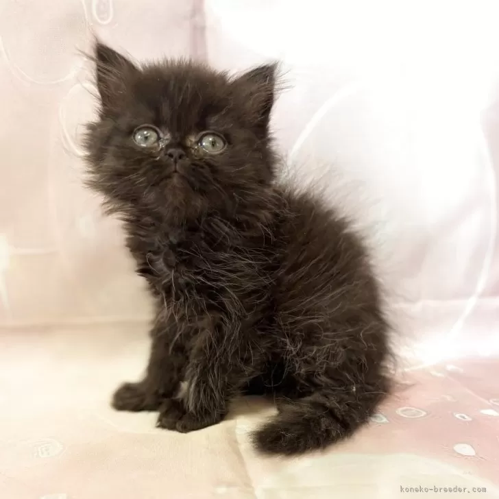 ID：2509-00190の子猫