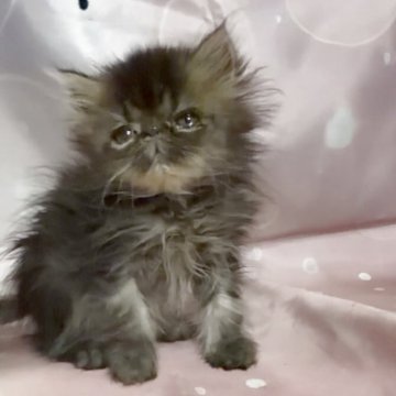 エキゾチックショートヘア【愛知県・女の子・2025年10月7日・ブラウンタビー】の写真「めちゃくちゃ人懐こいです！ついてきます！」