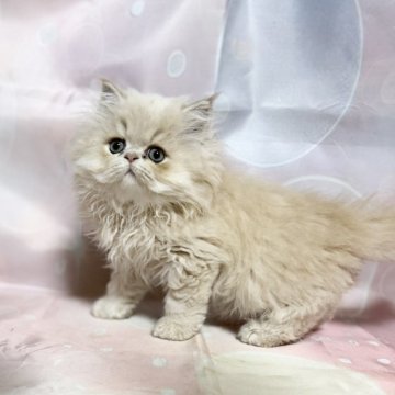 ペルシャ(チンチラ)【愛知県・男の子・2025年9月16日・クリーム】の写真「お顔の歪みあります。」