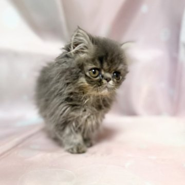 エキゾチックショートヘア【愛知県・男の子・2025年10月7日・ブルースモーク】の写真「甘えん坊な男の子！後ついてきます！」