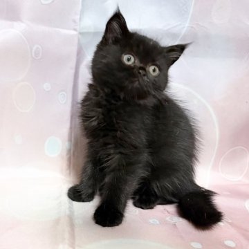 エキゾチックショートヘア【愛知県・男の子・2025年9月20日・ブラック】の写真「人気のブラックカラーの男の子♪」