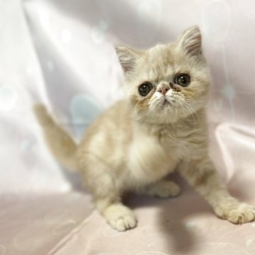 エキゾチックショートヘア【愛知県・男の子・2025年7月3日・クリーム】の写真「かなーりおっとりしてる男の子♪」