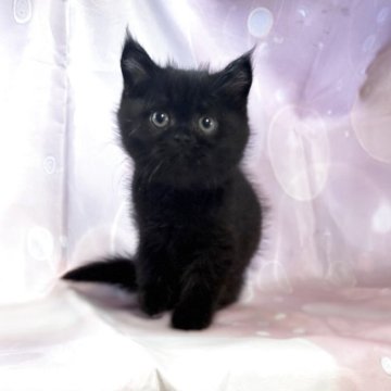 エキゾチックショートヘア【愛知県・男の子・2025年9月20日・ブラック】の写真「人気のブラックカラーの男の子♪」