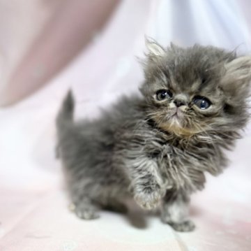 エキゾチックショートヘア【愛知県・男の子・2025年10月7日・ブルースモーク】の写真「甘えん坊な男の子！後ついてきます！」