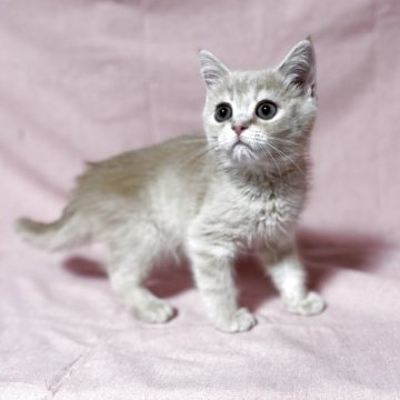 価格が安い子猫を探す｜ブリーダー直販の子猫販売【みんなの子猫