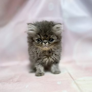 エキゾチックショートヘア【愛知県・男の子・2025年10月7日・ブルースモーク】の写真「甘えん坊な男の子！後ついてきます！」