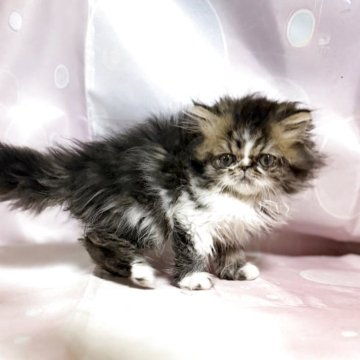 エキゾチックショートヘア【愛知県・男の子・2025年10月7日・ブラウンタビー&ホワイト】の写真「おっとりさんな男の子！」