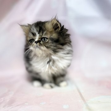 エキゾチックショートヘア【愛知県・男の子・2025年10月7日・ブラウンタビー&ホワイト】の写真「おっとりさんな男の子！」