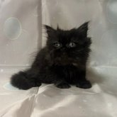 ペルシャ(チンチラ)