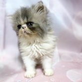 エキゾチックショートヘア