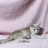 エキゾチックショートヘア