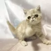 エキゾチックショートヘア