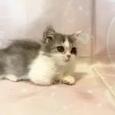 ミヌエット(短足)