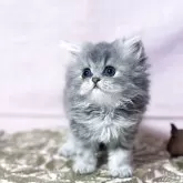 ペルシャ(チンチラ)