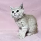 エキゾチックショートヘア