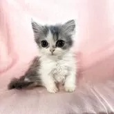 ミヌエット(短足)