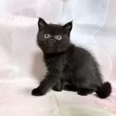 エキゾチックショートヘア