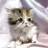 ミヌエット(長足)