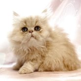 ペルシャ(チンチラ)