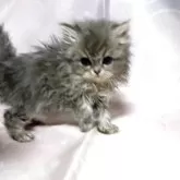 ペルシャ(チンチラ)【愛知県・女の子・2025年10月16日・ブルースモーク】の写真4