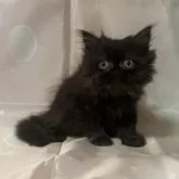 ペルシャ(チンチラ)【愛知県・男の子・2025年7月21日・ブラック】の写真4