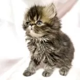 エキゾチックショートヘア【愛知県・女の子・2025年10月7日・ブラウンタビー】の写真6