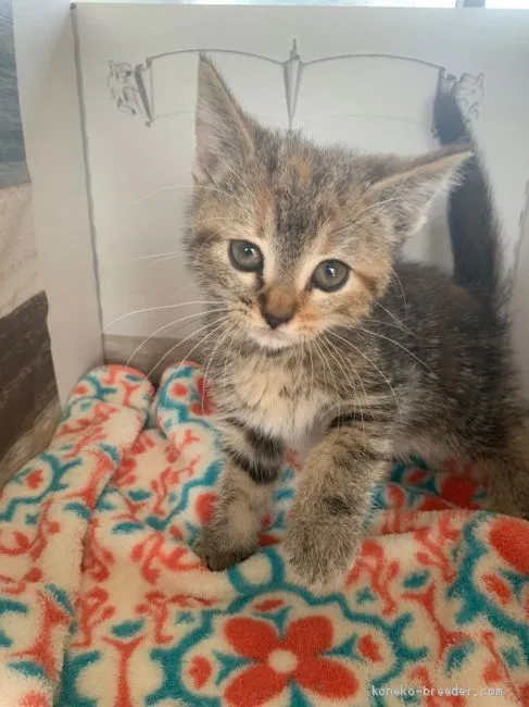 ようすけ 様のお迎えした子猫