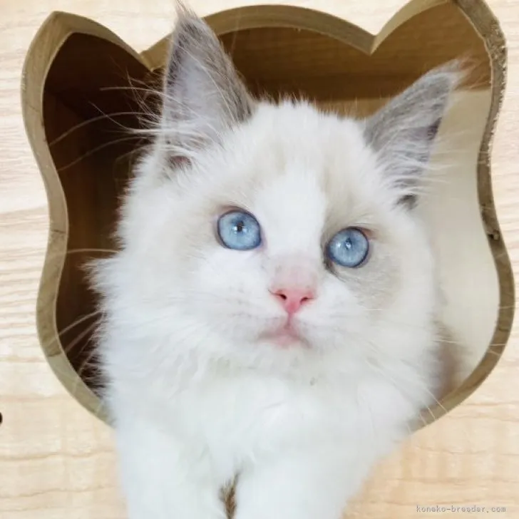 ID：2309-02614の子猫