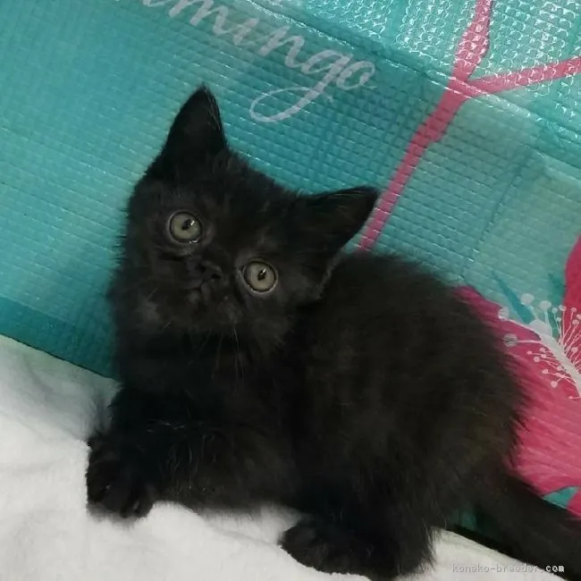 ID：1901-00675の子猫