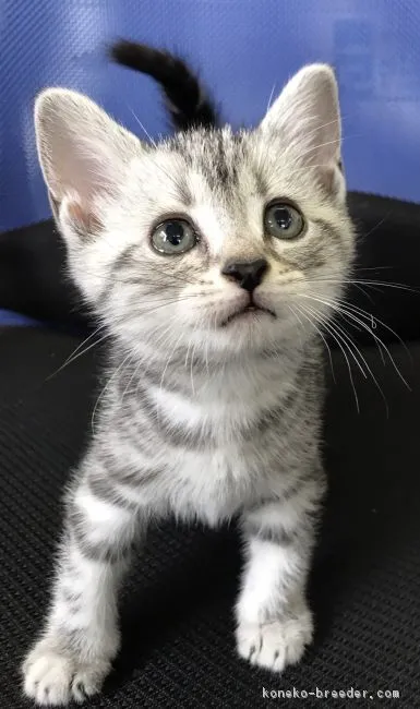 ID：1708-00967の子猫