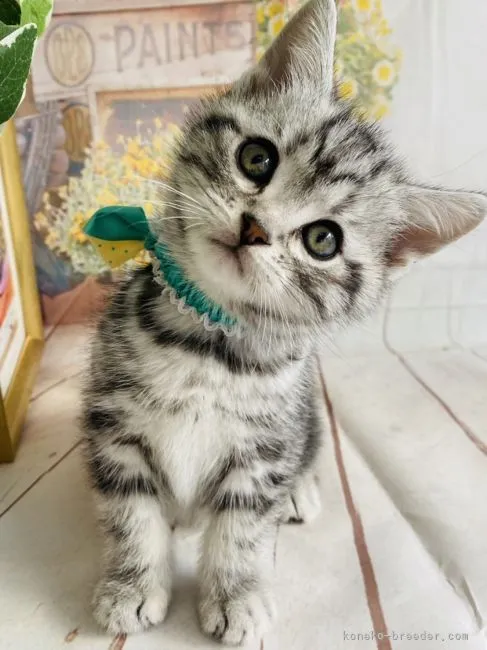 N.O 様のお迎えした子猫