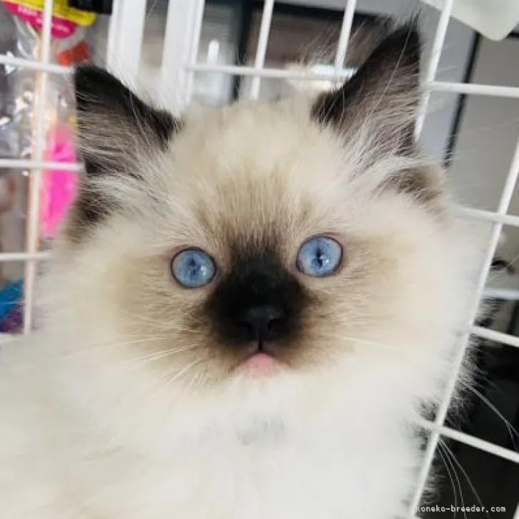 ID:2212-01806の子猫