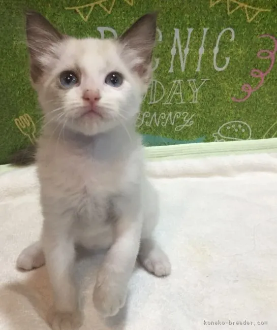 ID:1809-00372の子猫