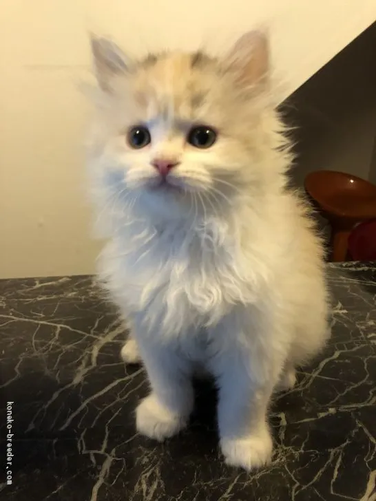 ID：1912-01065の子猫