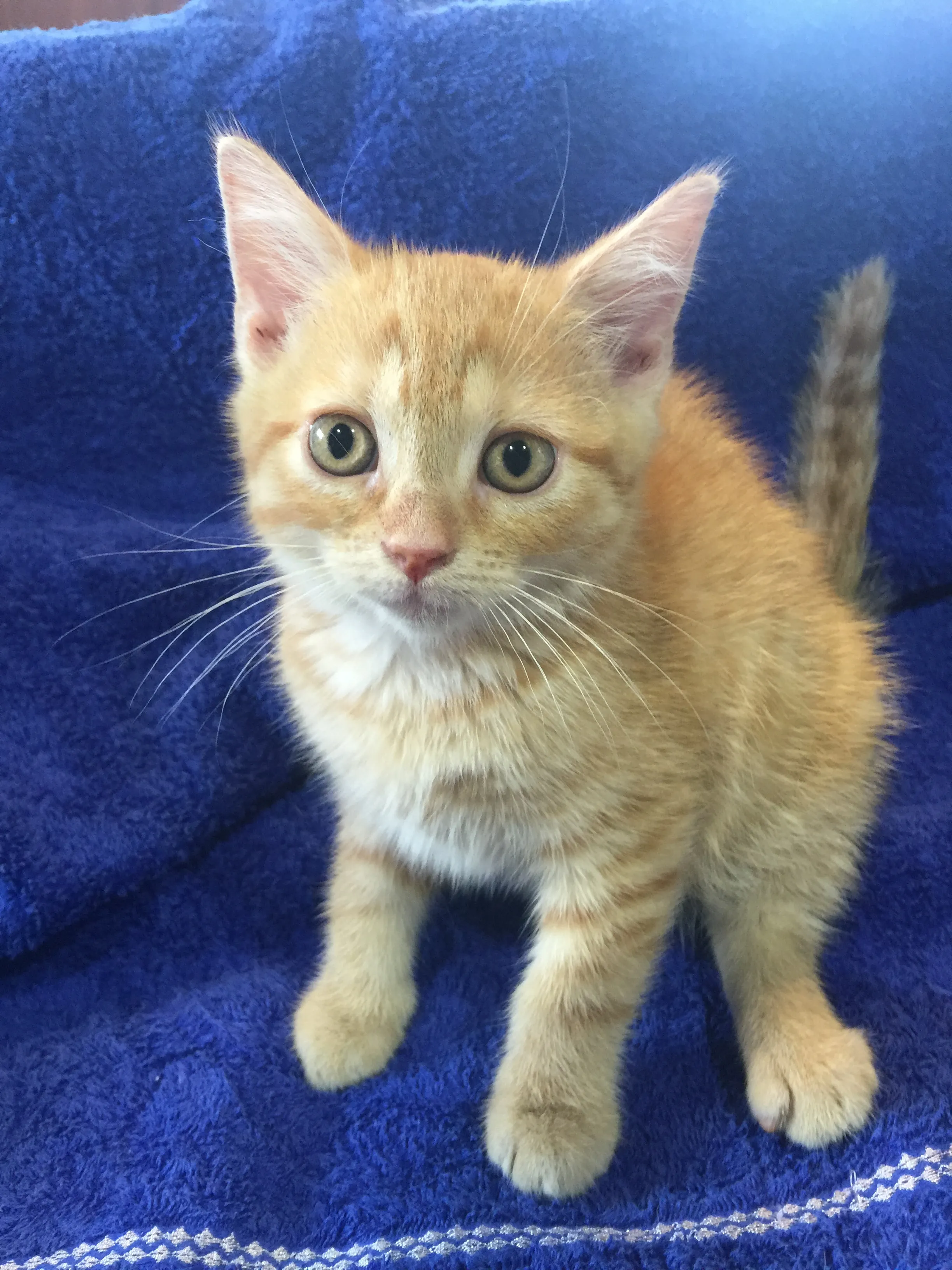 ID:1605-00804の子猫