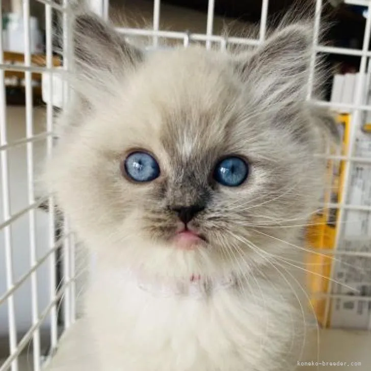 ID:2212-01803の子猫