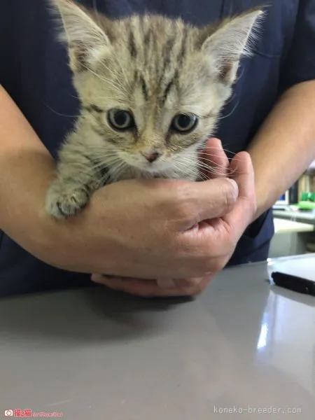 ID：1509-00571の子猫