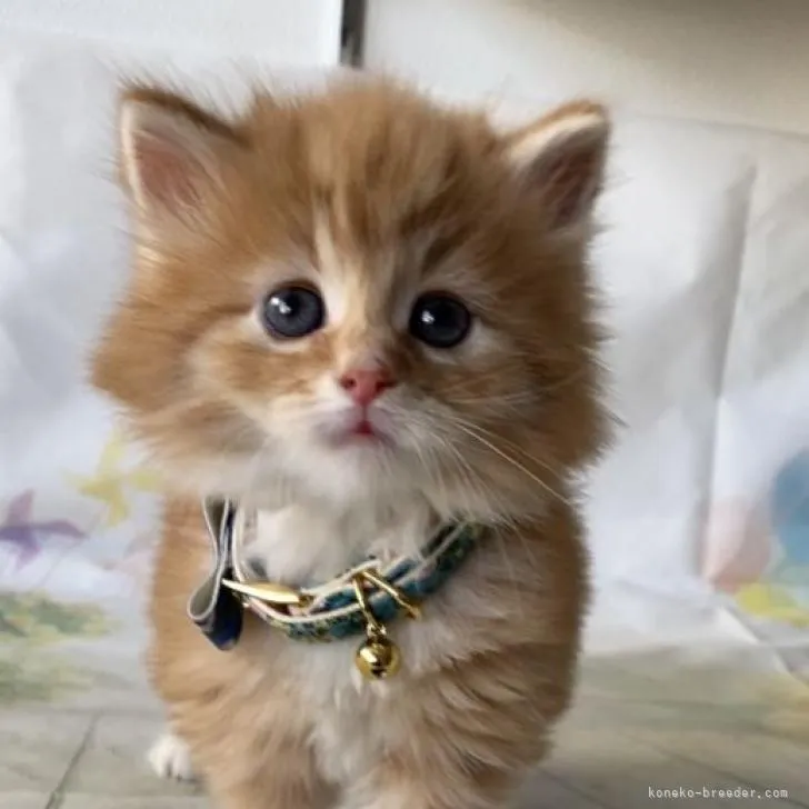 ID：2301-00478の子猫