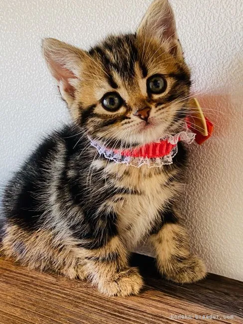 ビビ 様のお迎えした子猫